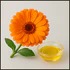 Calendula Comfort